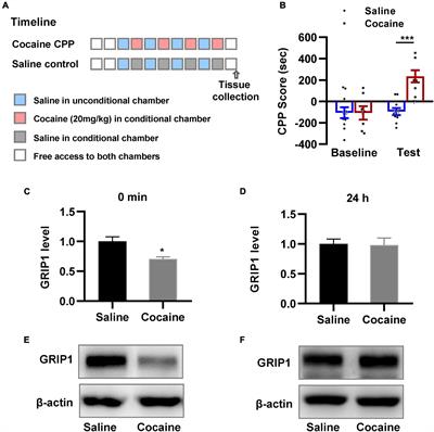 Glutamate receptor-interacting protein 1 in D1- and D2-dopamine receptor-expressing medium spiny neurons differentially regulates cocaine acquisition, reinstatement, and associated spine plasticity